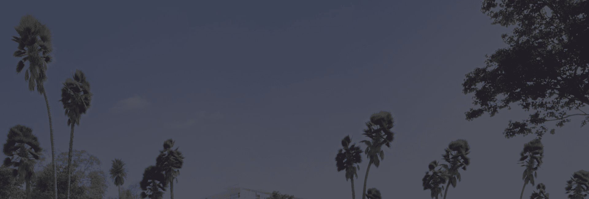 Los Angeles palms and sky