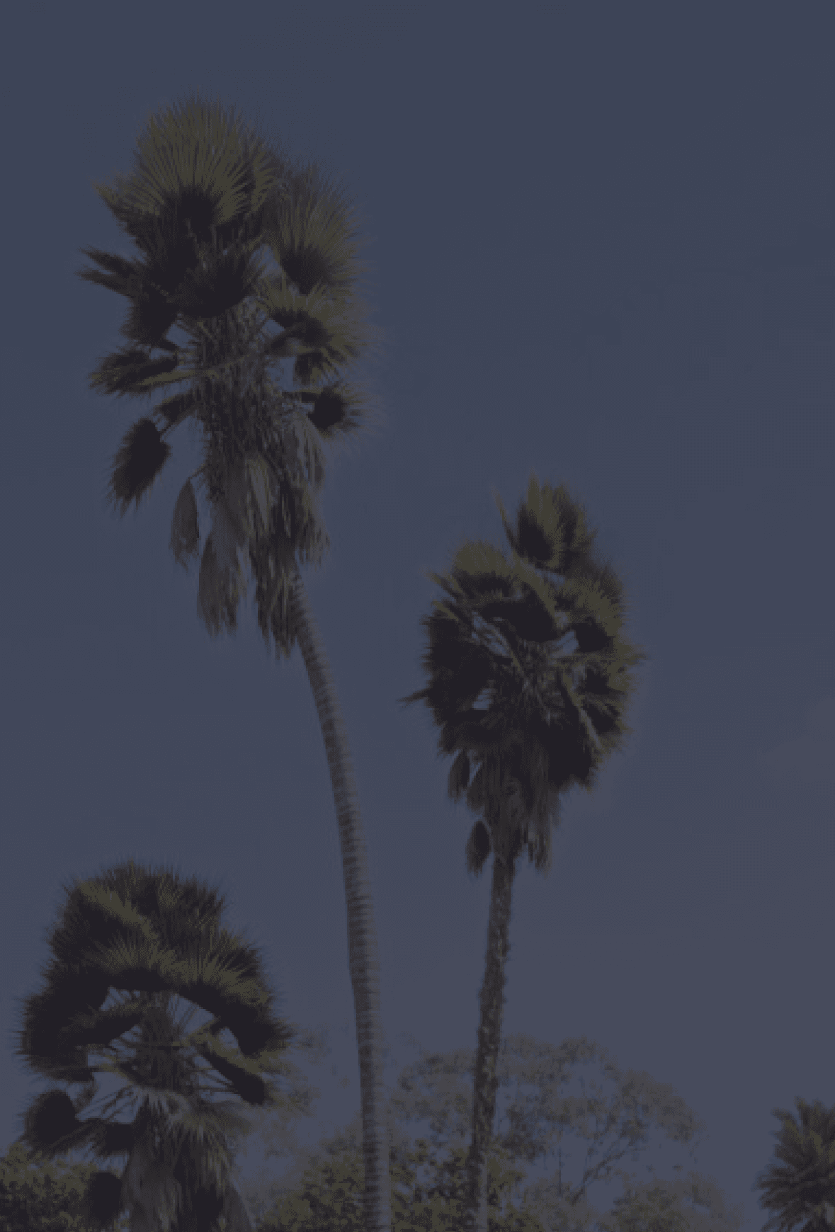 Los Angeles palms and sky